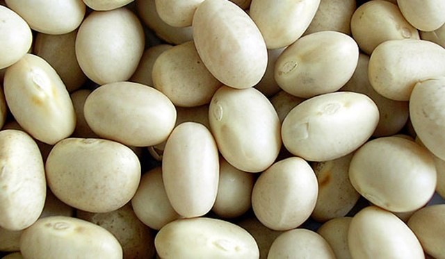 白いんげん豆
